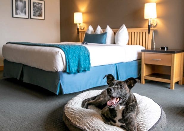 Dog lying on a pet bed on the floor of a Laurel Wing guest room