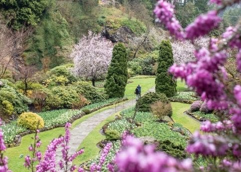 view of butchart gardens sunken garden through purple spring tree blossoms